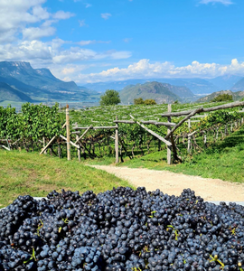 An Evening in ALTO ADIGE:  Tenuta J. Hofstätter - Tuesday October 29th